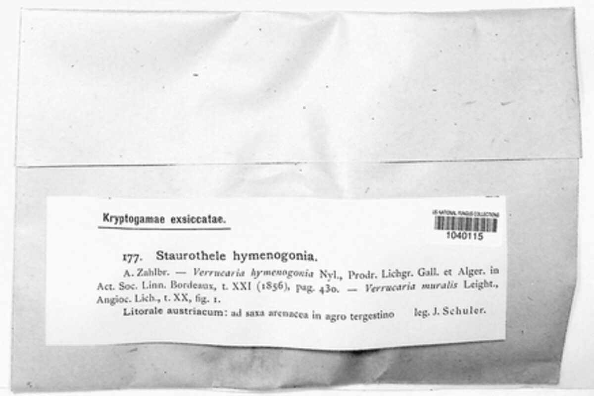 Nesothele image